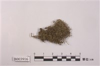 藏品(毛尖卷柏苔)的圖片